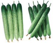 PMR춘향1542 오이(왼쪽), PMR천리향백다다기 오기. 동오시드 제공