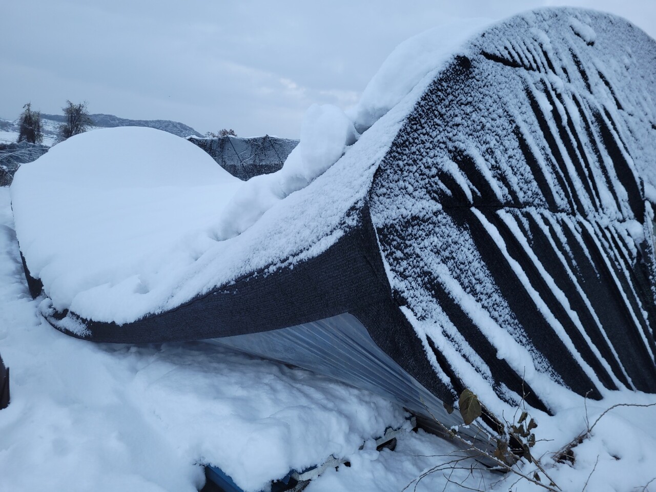 폭설로 인해 붕괴된 경기도 화성시의 한 하우스. 경기도친환경농업인연합회 제공