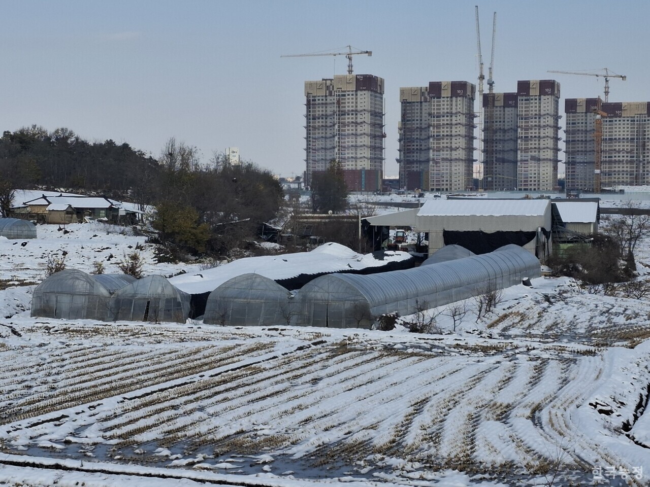 경기도 평택시 현덕면에서 고추 농사를 짓는 한 농가의 하우스 천장이 폭설로 인해 주저앉았다. 전체 4개 동 중 맨 오른쪽 하우스를 제외한 3개 동의 천장이 주저앉은 걸 확인할 수 있다.