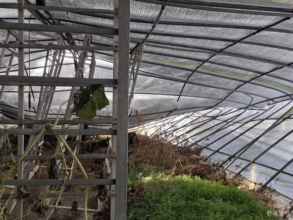 경기도 평택시 현덕면에서 고추 농사를 짓는 한 농가의 하우스 천장이 폭설로 인해 주저앉았다. 강선일 기자 
