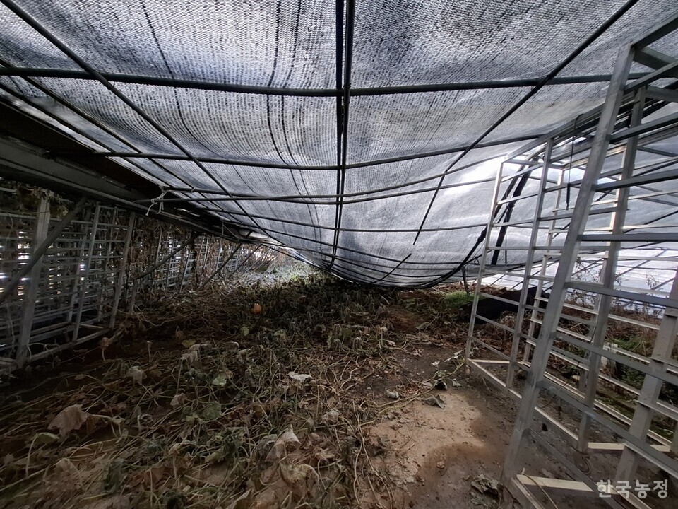 지난달 29일 경기도 평택시 현덕면에서 고추 농사를 짓는 한 농가의 하우스 천장이 폭설로 인해 주저앉았다. 강선일 기자 