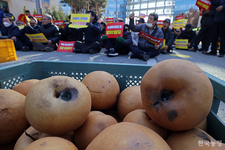 지난 4일 정부세종청사 농림축산식품부 앞에서 열린 ‘폭염재해 일소피해 배 재해대책 촉구 전국 배농가 대표자대회’에서 농민들이 폭염 일소피해를 입은 배를 갖다 놓고 자연재해 인정 및 일괄 보상 등을 정부에 촉구하고 있다. 한승호 기자