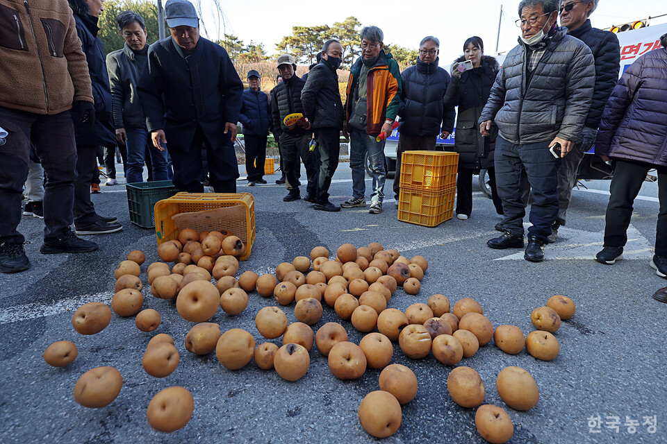 지난 4일 정부세종청사 농림축산식품부 앞에서 열린 ‘폭염재해 일소피해 배 재해대책 촉구 전국 배농가 대표자대회’에서 농민들이 폭염 일소피해를 입은 배를 농식품부 앞에 쏟아내고 있다. 한승호 기자