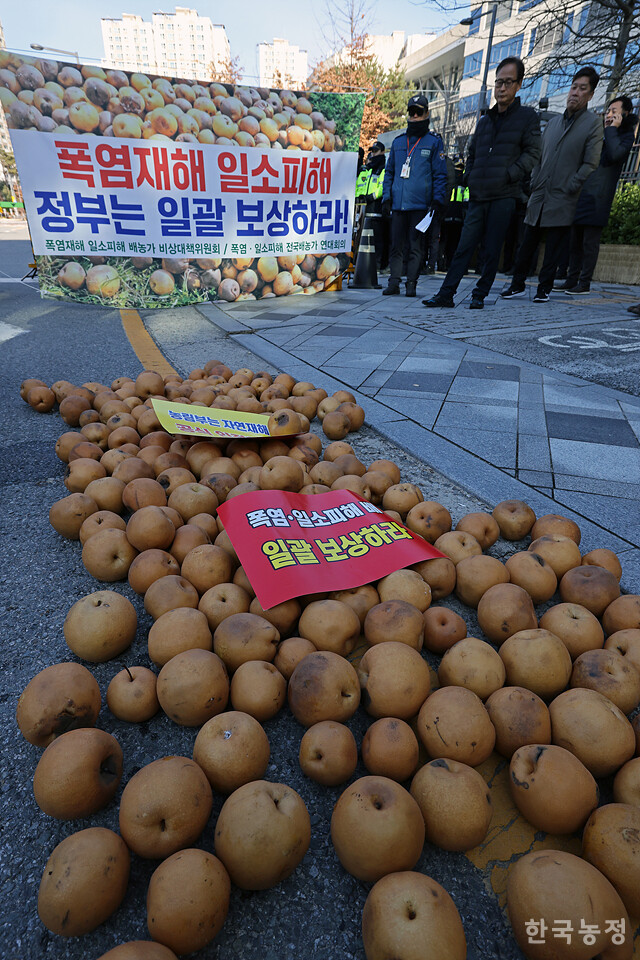 지난 4일 정부세종청사 농림축산식품부 앞에서 열린 ‘폭염재해 일소피해 배 재해대책 촉구 전국 배농가 대표자대회’에서 농민들이 농식품부 앞에 쏟아낸 일소 피해를 입은 배의 모습. 한승호 기자