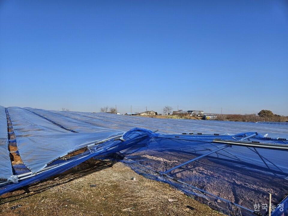 폭설로 주저앉은 농민 최종순씨의 비가림 시설(2200평). 