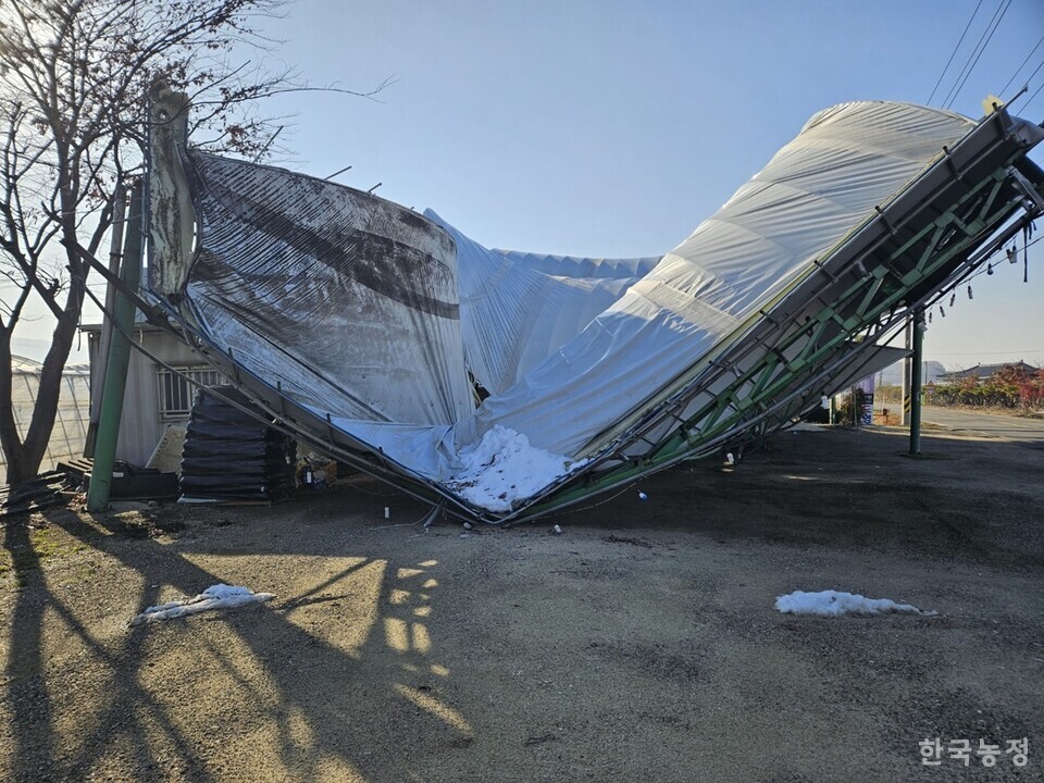 폭설로 주저앉은 농민 최종순씨 연동하우스 옆 가판장 모습.