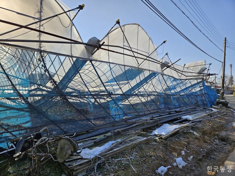 폭설로 주저앉은 농민 김정순씨 포도 연동하우스(1500여평).
