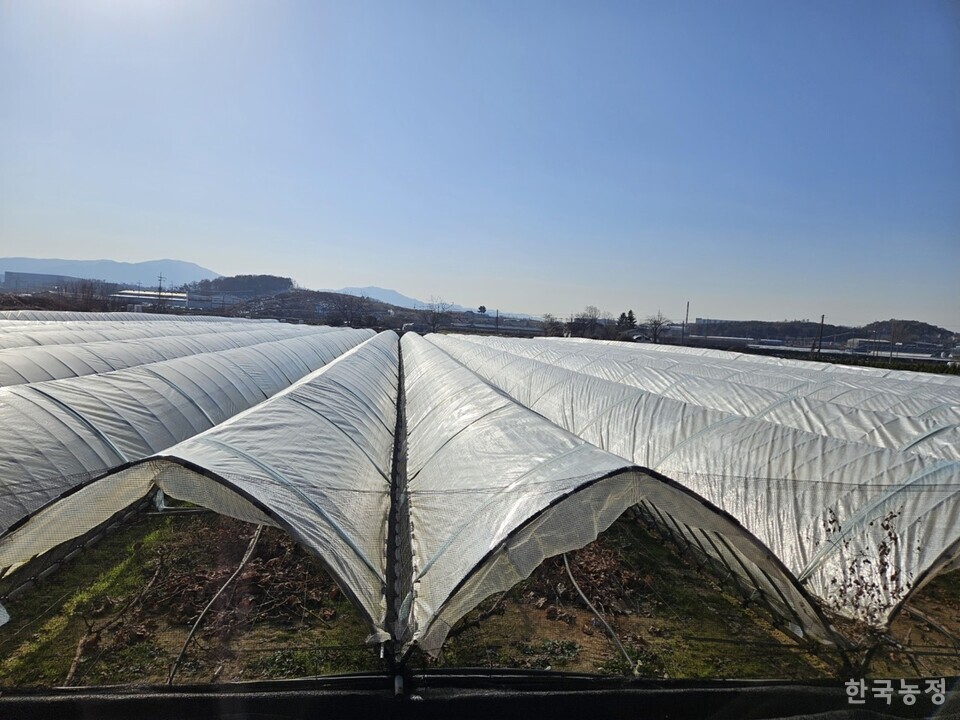 폭설로 인해 전체가 그대로 내려 앉아버린 농민 김정순씨 포도 연동비가림 시설(1500평). 