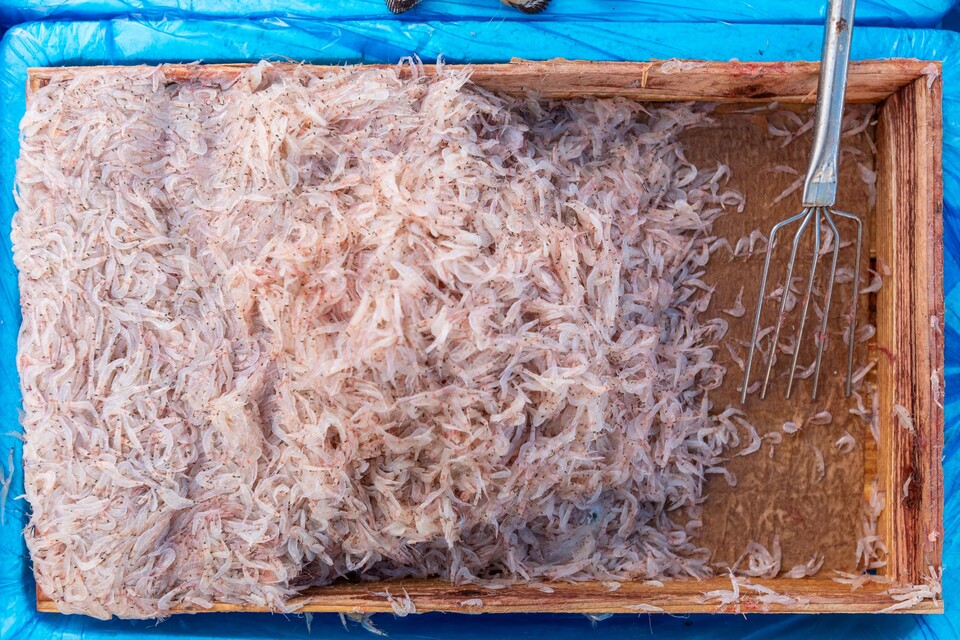 김장을 했지만 다시 김장을 하고 싶게 만드는 싱싱한 생새우.