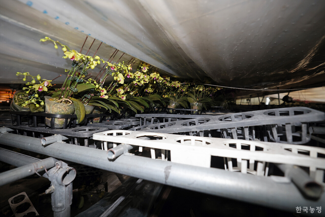 지난해 12월 30일 경기 용인시 처인구 남사읍의 한 시설원예 하우스에서 호접란이 휘어진 철골에 짓눌려있다.