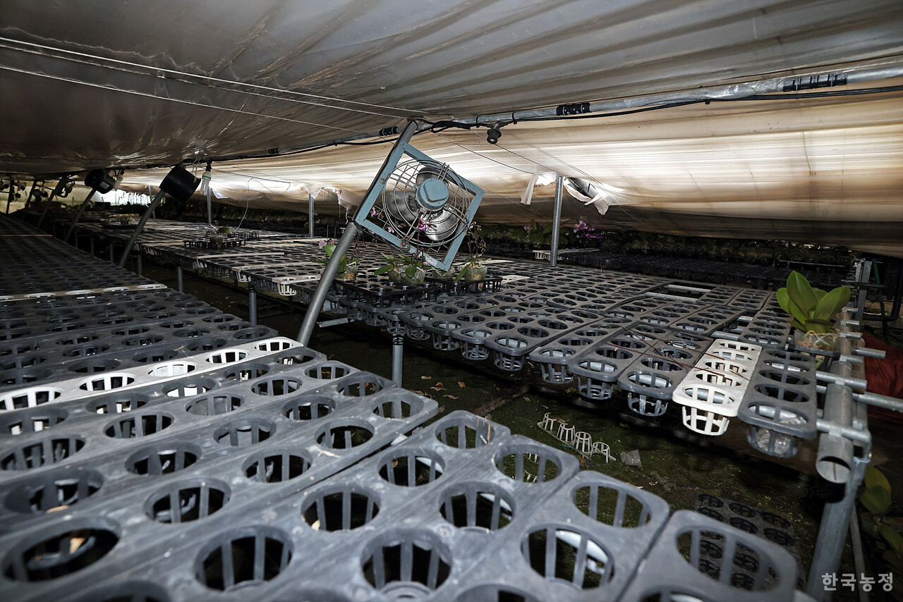 지난해 12월 30일 경기 용인시 처인구 남사읍의 한 시설원예 하우스에서 호접란이 휘어진 철골에 짓눌려있다.