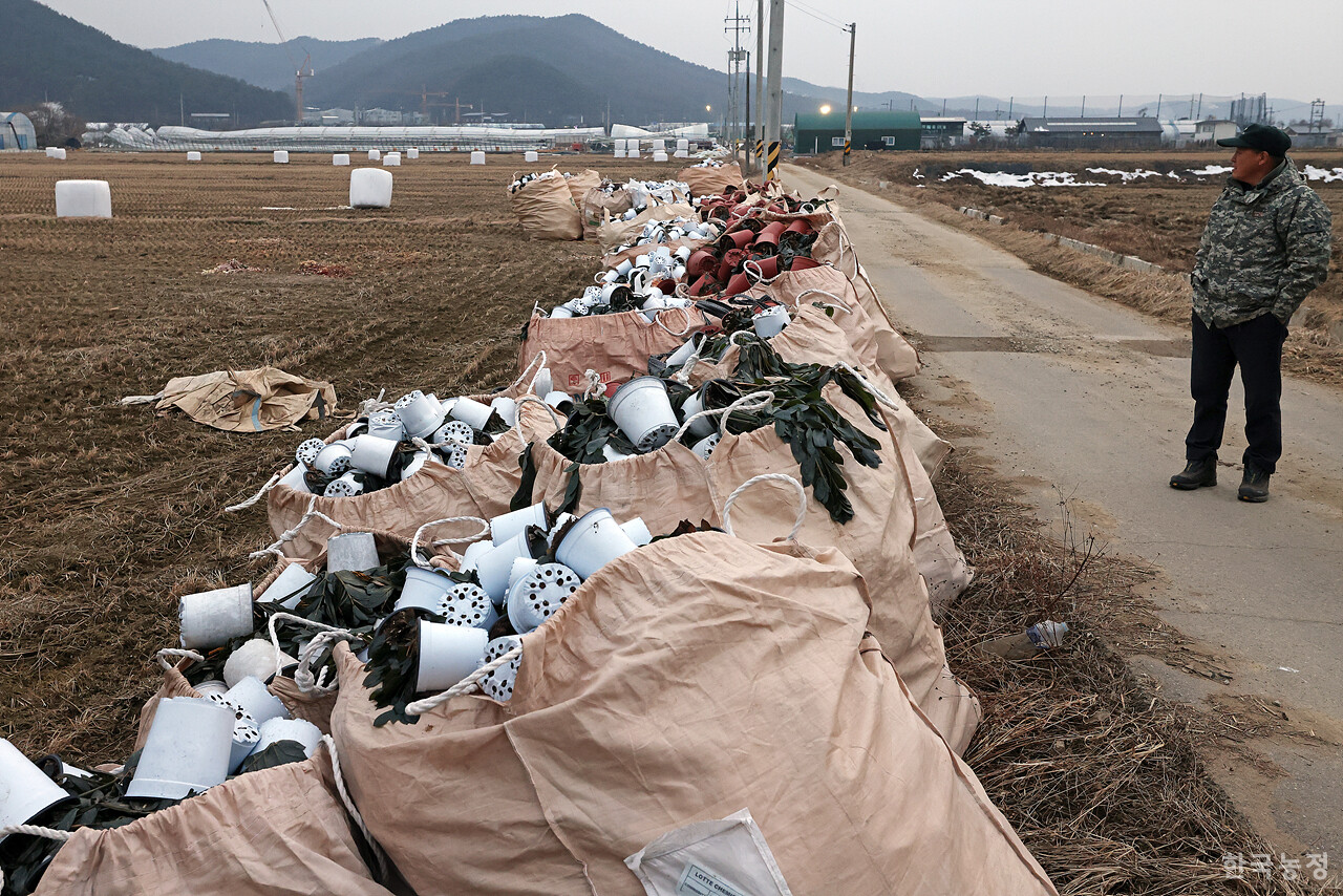 박승동 남사 폭설피해 비상대책위원장이 농로에 폐기된 화초들을 살펴보고 있다.