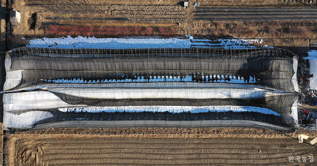 폭설에 무너진 남사읍의 한 시설원예 하우스 위에 당시 내린 눈이 녹지 않은 채 그대로 남아 있다.