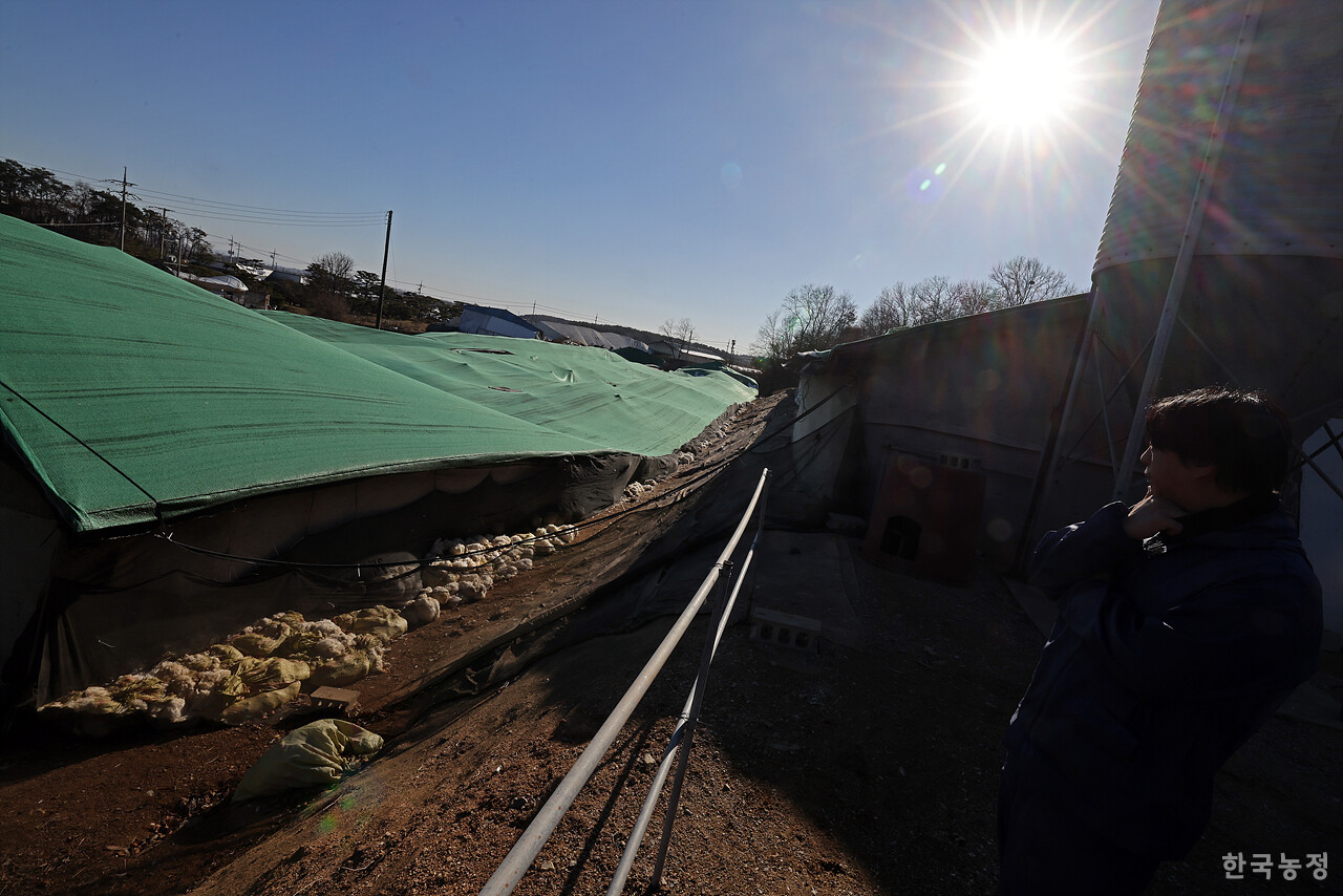 지난해 12월 31일 경기 화성시 양감면의 종계육성농장에서 한승화씨가 무너진 축사와 죽어있는 종계를 침통한 표정으로 바라보고 있다.