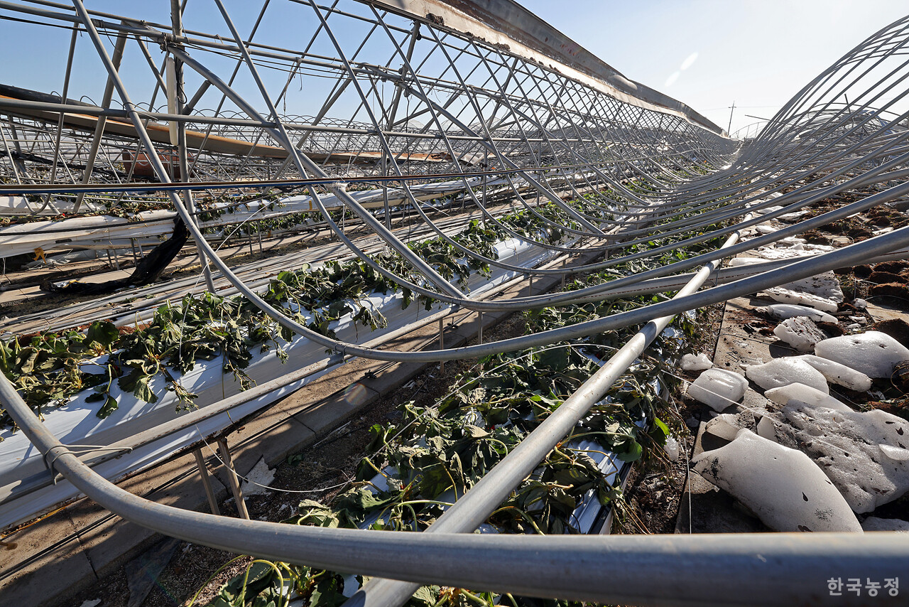 양감면의 한 시설하우스 철골이 엿가락처럼 휘어진 가운데 딸기 모종이 추위에 시들어가고 있다.
