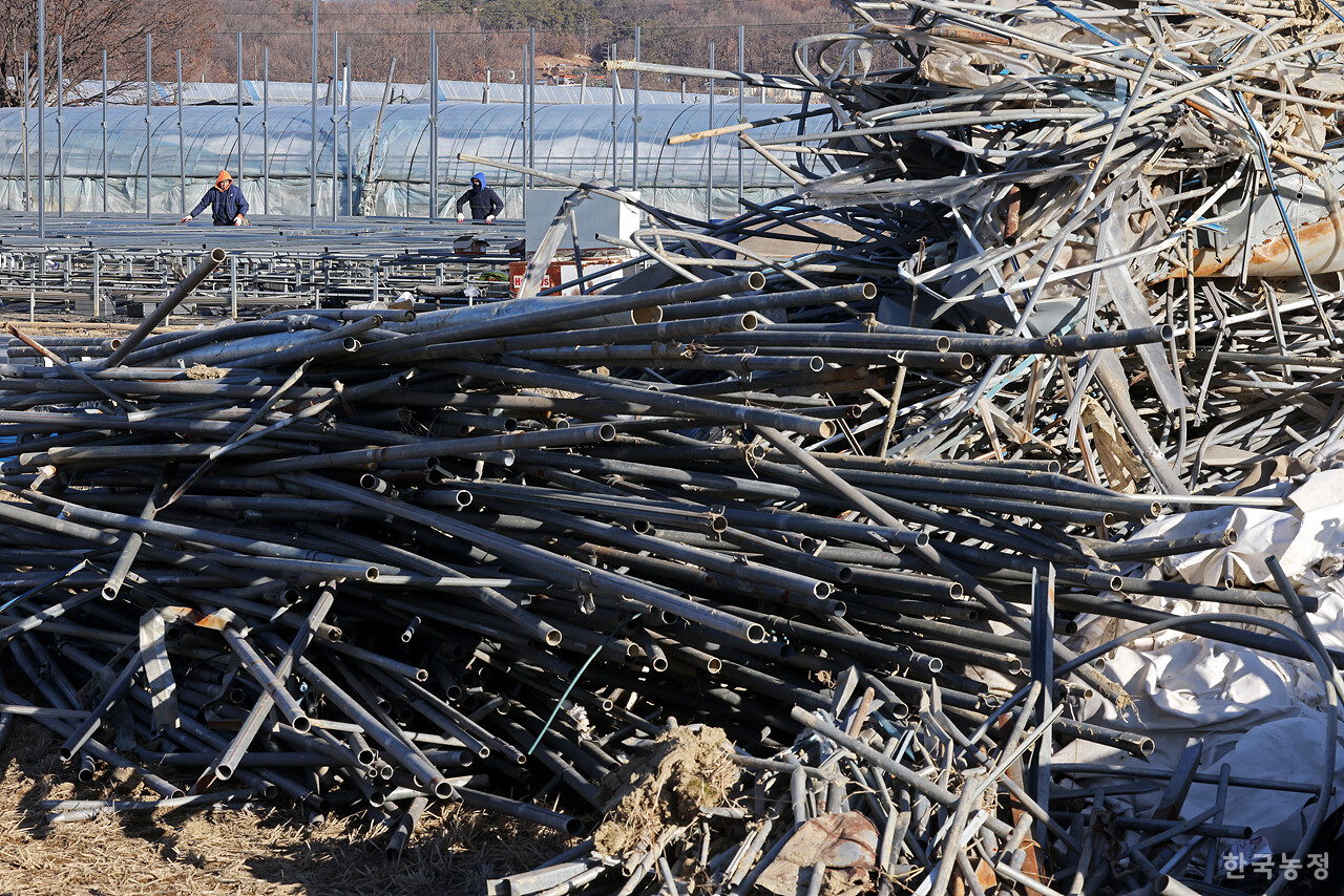 남사읍의 한 시설원예 하우스에서 철거한 철근이 농로에 쌓여 있는 가운데 노동자들이 하우스 보수 작업을 하고 있다.