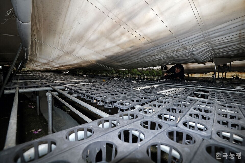 한 달이 지났지만 폭설로 무너진 하우스는 복구할 엄두조차 내지 못하고 있다. 지난해 12월 30일 경기 용인시 처인구 남사읍의 한 시설원예 하우스에서 여동규씨가 폭설에 휘어진 철골에 짓눌려 미처 빼내지 못한 호접란을 살펴보고 있다. 한승호 기자