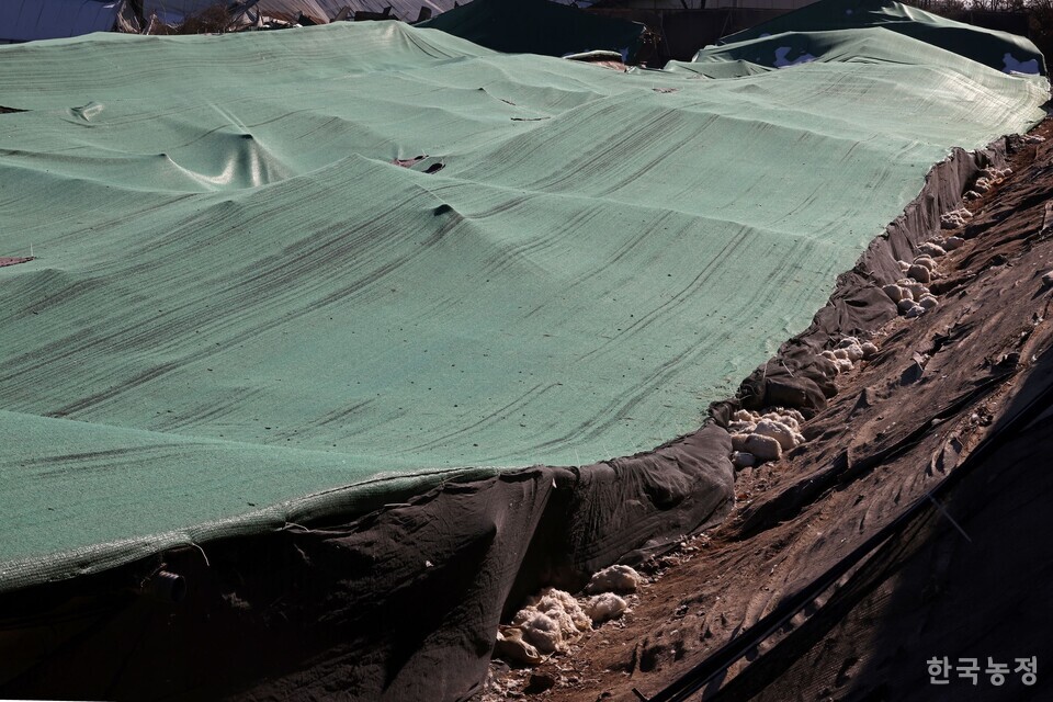 지난해 12월 31일 경기 화성시 양감면의 한 종계육성농장 축사가 무너져 있는 가운데 축사를 뚫고 나온 종계가 곳곳에 죽어있다. 한승호 기자