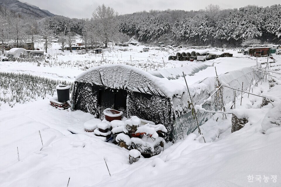 지난해 11월 27일 경기 남양주시 호평동 한 도시텃밭의 시설하우스가 밤새 내린 폭설의 무게를 이기지 못하고 무너져 있다. 한승호 기자