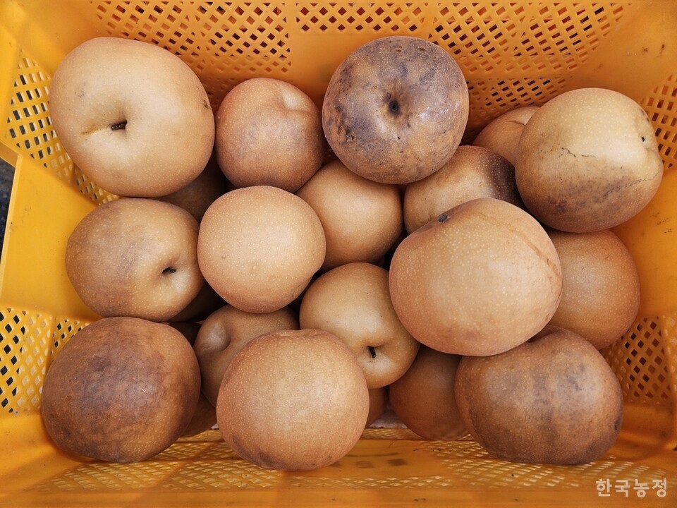 지난해 극심한 폭염으로 일소 피해를 본 배. 일소 피해 배는 수확 뒤에도 썩음과 무름 증상이 계속된다. 