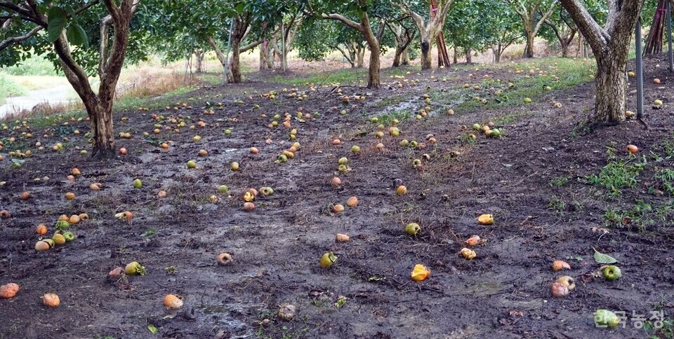 지난해 극심한 폭염으로 일소 피해를 본 떫은감이 떨어져 있다. 떫은감은 낙과한 뒤 2~3일 이내 썩어 그 흔적을 찾기 어려워진다.