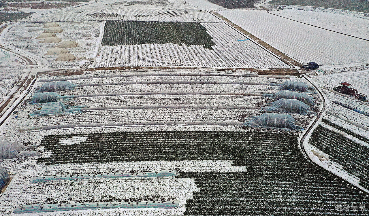 대설주의보와 강풍주의보가 발효된 지난 4일 전남 신안군 자은면 들녘에 눈보라가 몰아치는 가운데 대파밭마다 대파 손질 및 포장 작업을 위한 시설하우스가 설치돼 있다.