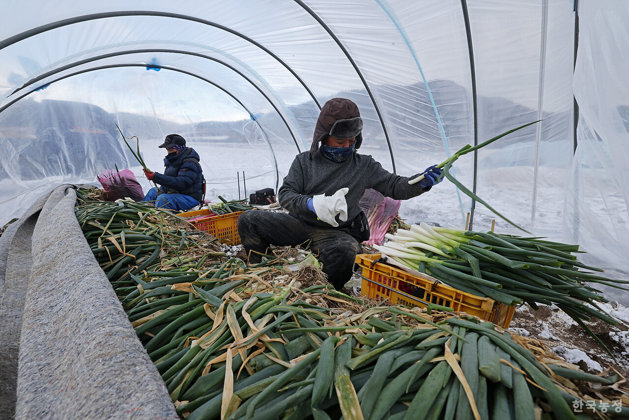 외국인노동자들이 임시로 설치한 하우스에서 전날 수확한 대파를 손질하고 있다.