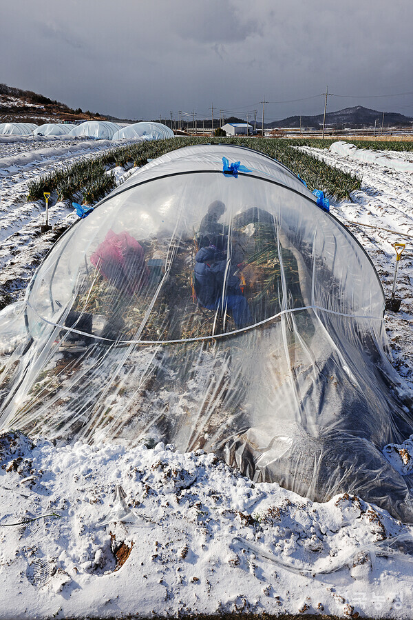 눈 쌓인 들녘 위에 설치한 비닐하우스에 잠시 햇볕이 비추자 안에서 일하는 외국인노동자들의 모습이 비치고 있다.