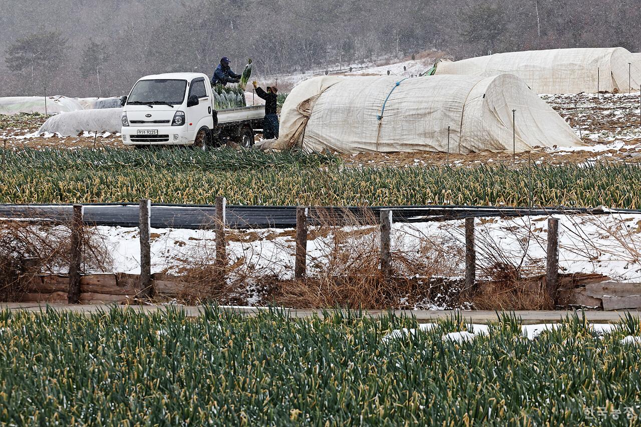 외국인노동자들이 시설하우스에서 손질, 포장한 대파를 트럭으로 옮기고 있다.