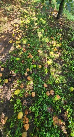 일소피해로 떨어진 떫은감들. 금정대봉감대책위원회 제공