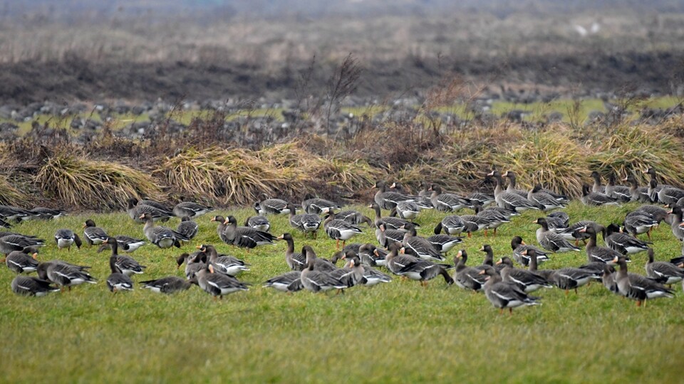 새만금신공항 예정지 주변 간척지의 기러기들. 새만금의 수많은 새는 비행장이 생겨도 공항 상공 위를 이동할 수밖에 없다. 오동필 새만금 시민생태 조사단장 제공