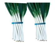 까메오플러스(왼쪽)와 금맥 대파. 동오시드 제공