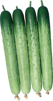 PMR춘향1542 오이. 동오시드 제공