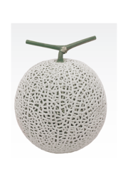 얼스PMR위너스 멜론. 동오시드 제공