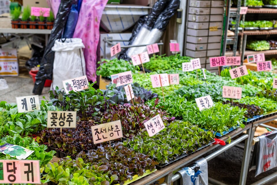 모종도 심어야 한다. 사진 류관희 작가