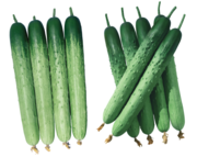 (왼쪽부터) PMR춘향1542, PMR천리향. 동오시드 제공