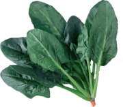 다크그린. 동오시드 제공