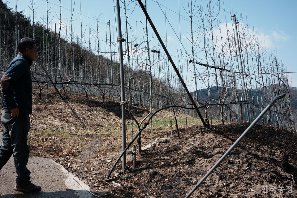 정부가 지난달 31일 영농 지원대책을 내놓았지만 현장에서는 당장의 영농재개를 위해 시급히 해결해야 하는 문제들에 대해 조속한 개입이 필요하다는 지적이 잇따르고 있다. 이번 산불로 피해를 입은 경북 의성군 옥산면 한 사과 과원의 모습. 한우준 기자