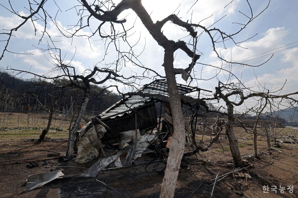 경북 안동시 임하면의 한 과원 내 시설물이 화마에 무너져 있다. 한승호 기자