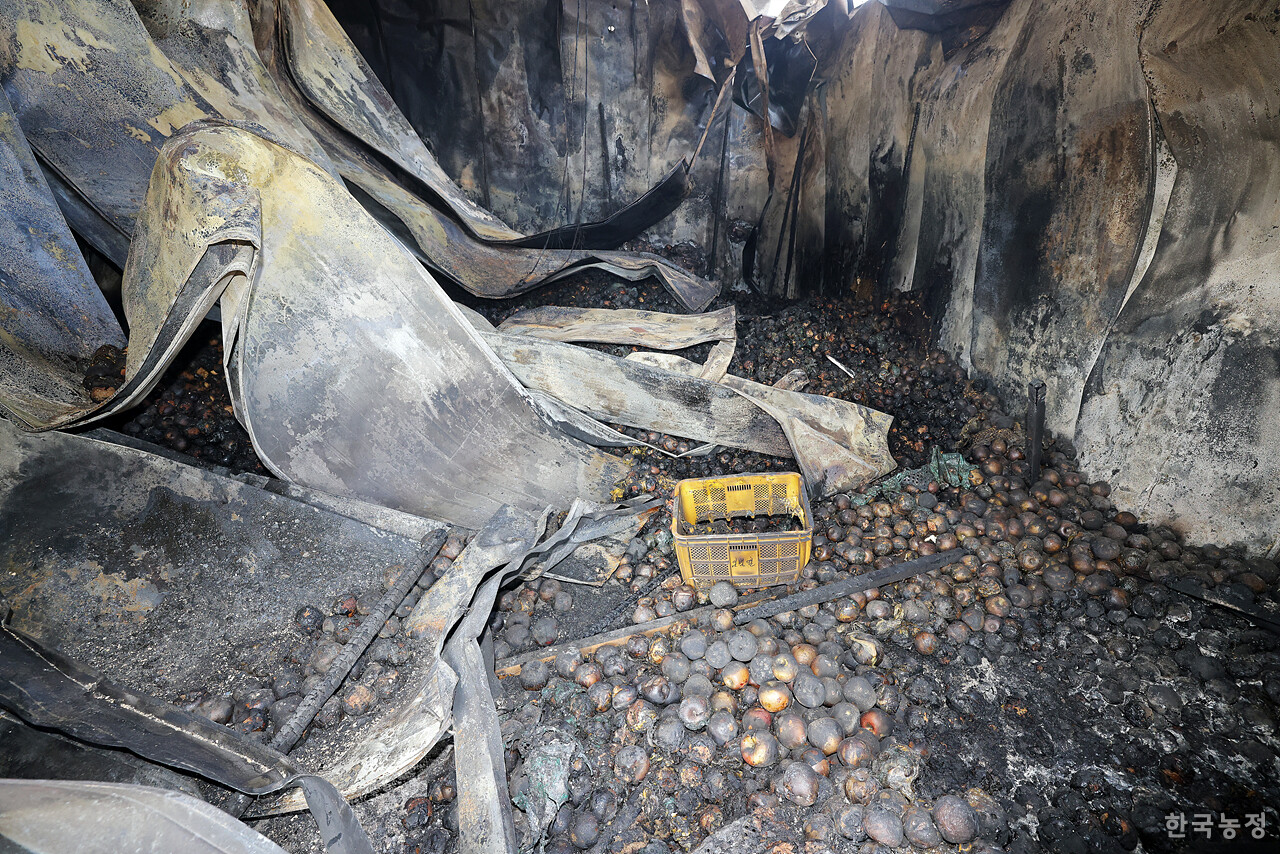 지난달 31일 경북 안동시 임하면 추목리 한 마을의 저장고가 불에 타 사과가 검게 그을려 있다.