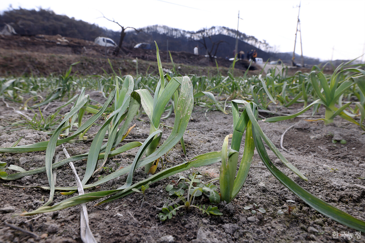 지난달 31일 경북 안동시 남선면 신흥리 마을이 역대 최악의 산불로 인해 초토화 돼 있다.