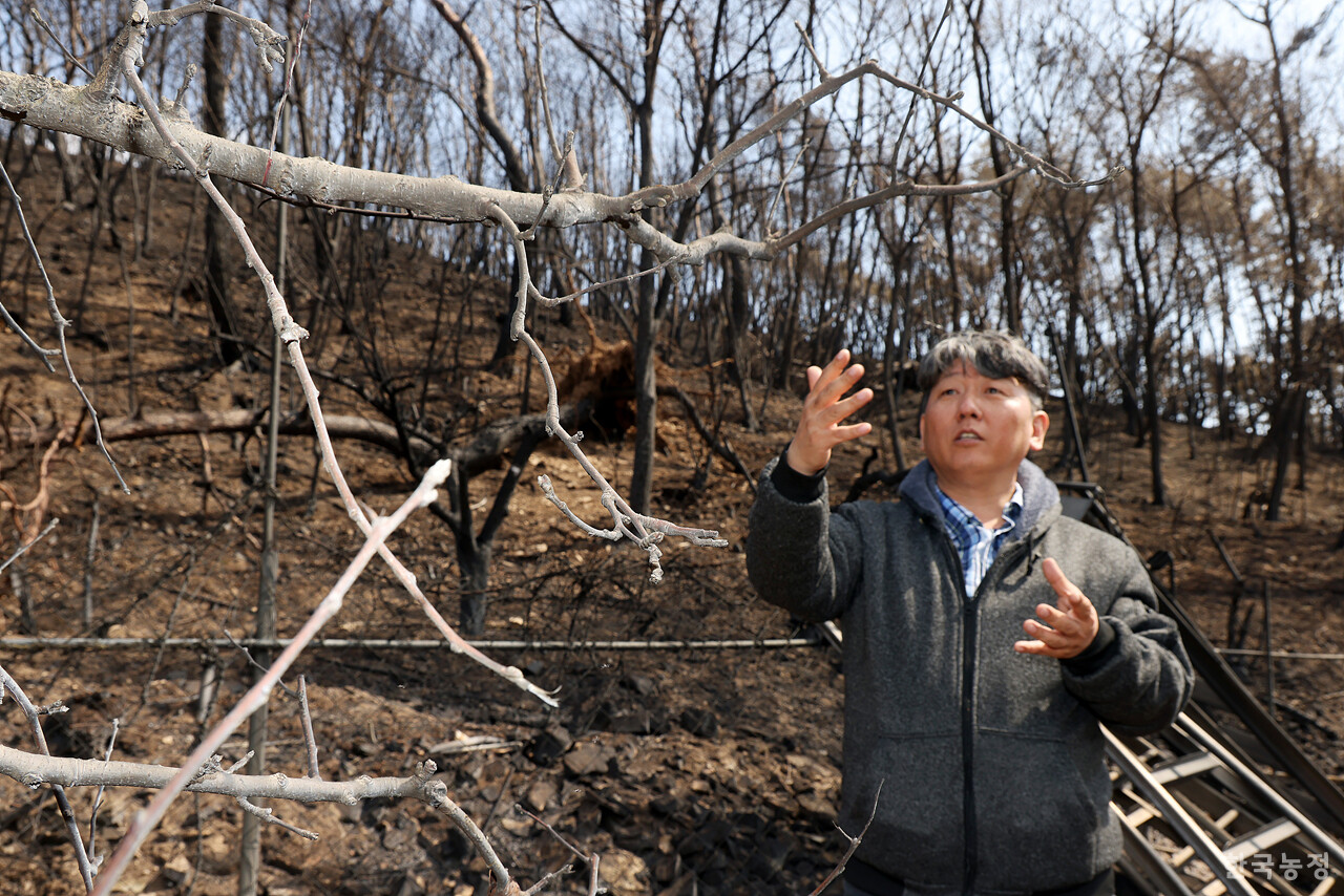 지난달 31일 경북 의성군 점곡면 사촌리 과수원에서 한 농민이 산불 피해 상황을 설명하고 있다.