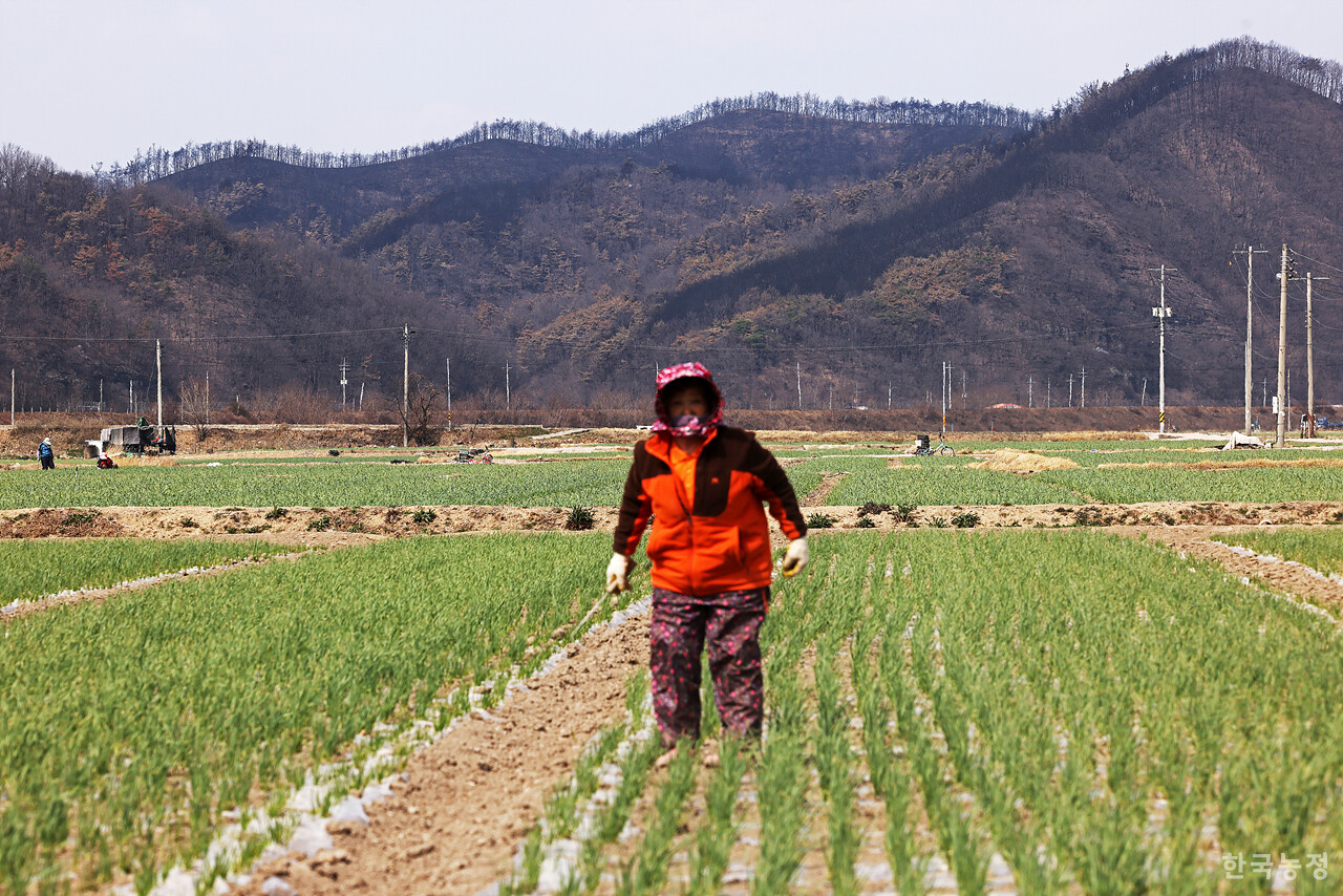 지난달 31일 경북 의성군 단촌면 하화리 들녘에서 일하는 농민들 모습 뒤로 산불 피해가 선명히 보이고 있다.