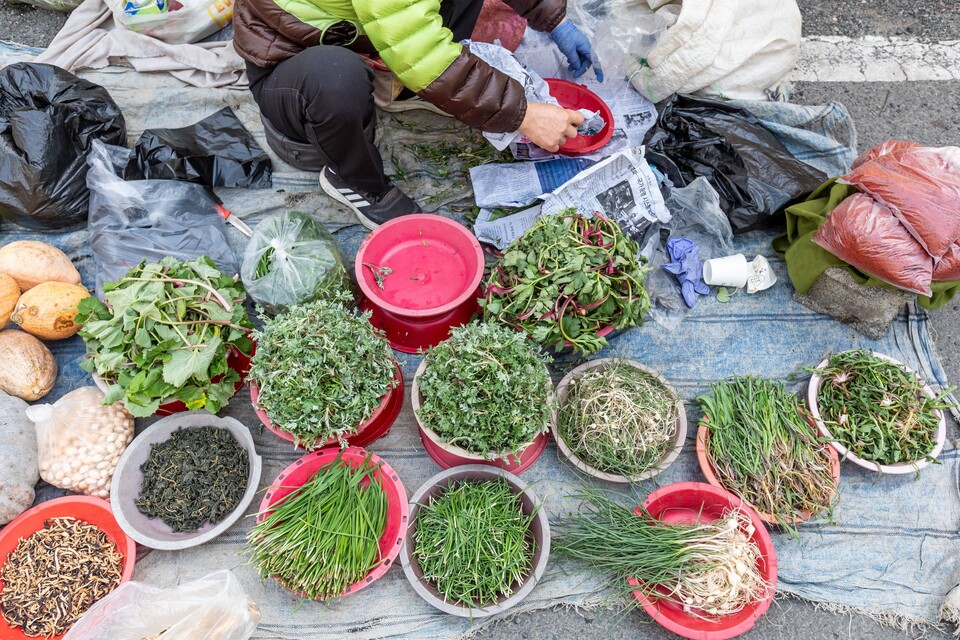 키다리나물, 쑥, 머위, 달래, 부추 등등이 봄을 알리고 있다.