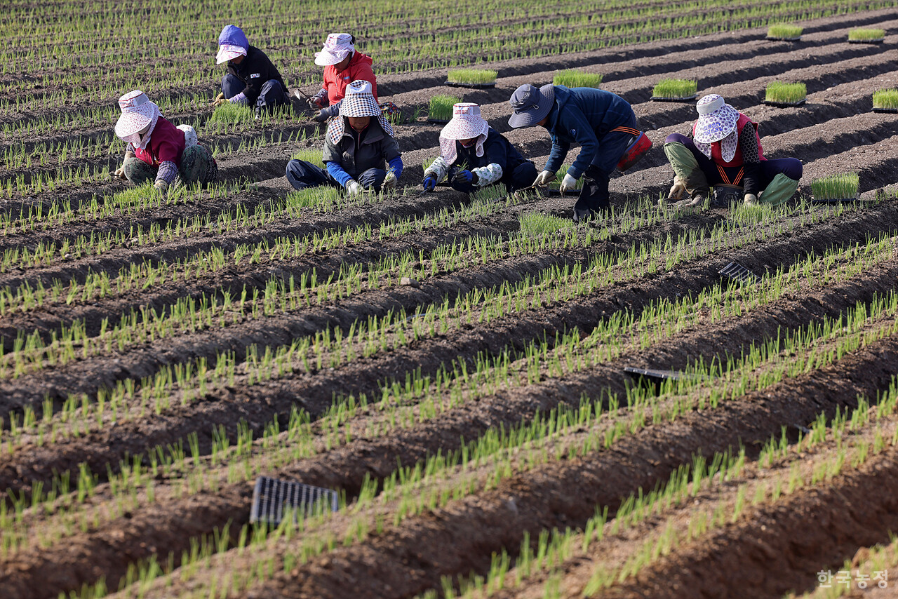 농촌진흥청이 실시한 ‘2024 농업인 업무상 질병 조사’ 결과 여성농민과 고령 농민의 유병률이 높은 것으로 나타났다. 지난 7일 경기 포천시 영북면 자일리 들녘에서 여성농민들이 두 달 정도 육묘한 대파 모종을 본밭으로 옮겨 심고 있다. 한승호 기자