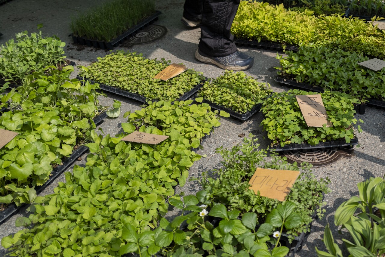 모판 앞에 쪼그리고 앉아 구경하는데 내가 생각하는 상추며 고추모종 같은 게 아니다. 시골 텃밭에는 그보다 더 다양한 작물들이 자란다.