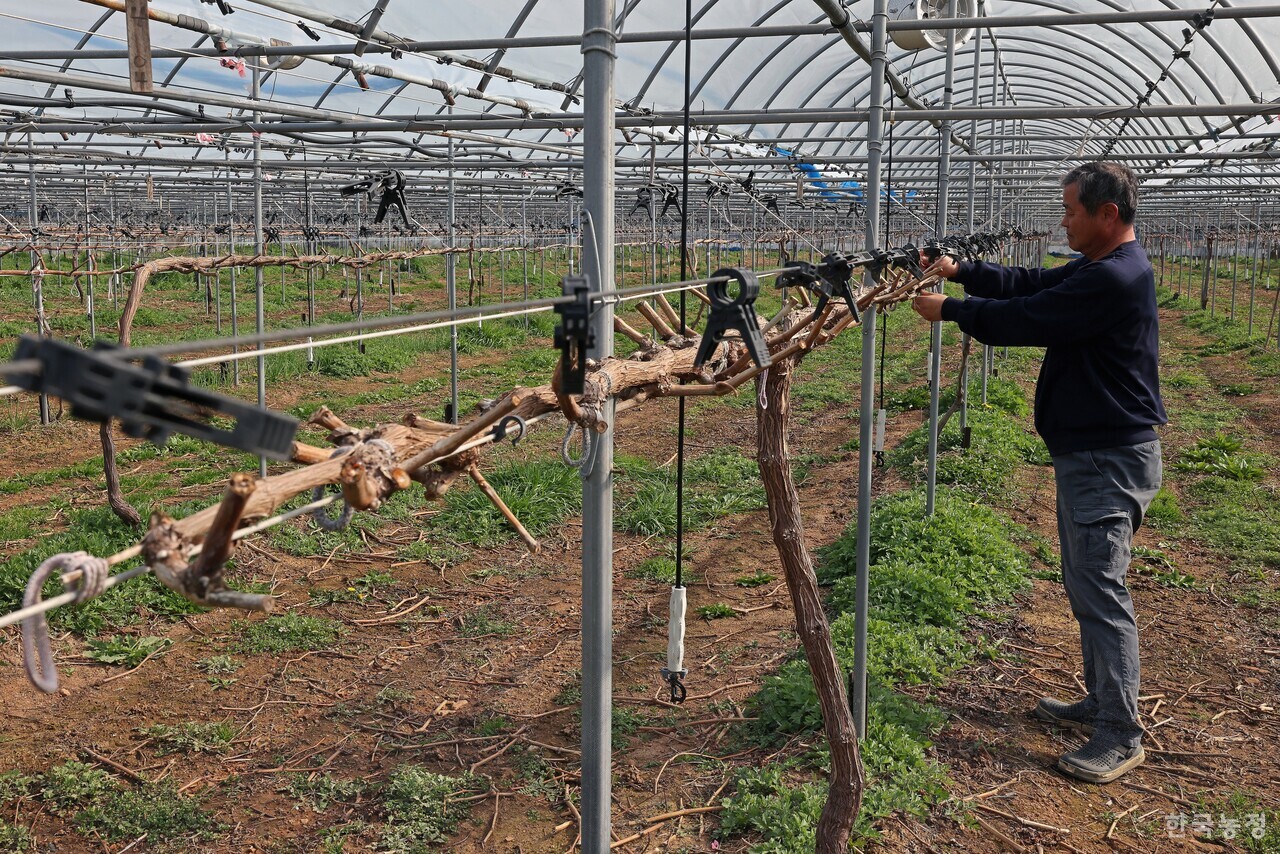 경기도 안산시 대부도의 유일한 친환경 포도 재배 농민인 이강열 안산시친환경농업인연합회 회장이 지난 16일 포도밭 곳곳을 살펴보고 있다. 한승호 기자