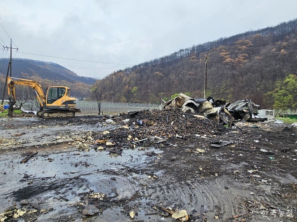 경북 안동시 임하면 추목리 불탄 사과 창고 구조물이 철거된 뒤 불탄 사과만 남은 모습. 복구가 시급한 농민들은 관련 지원에 대한 안내도 충분히 받지 못한 채 하루 60만~70만원에 이르는 굴삭기 비용을 부담해 가며 화재 피해를 수습하고 있다.