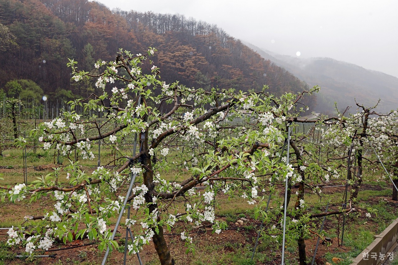 경북 지역이 역대 최악의 산불 피해를 입은 가운데 지난 22일 피해 지역 중 한 곳인 청송군 파천면 지경리의 한 과수원에 사과꽃이 피어 있다. 한승호 기자