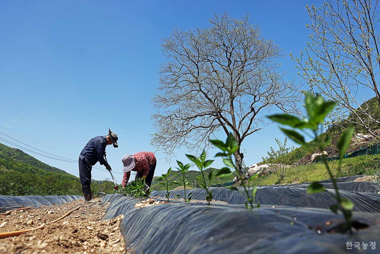 지난달 28일 경북 상주시 화남면 동관리에서 한 노부부가 두 달 가량 직접 육묘한 고추 모종을 본밭으로 옮겨 심으며 물을 주고 있다.